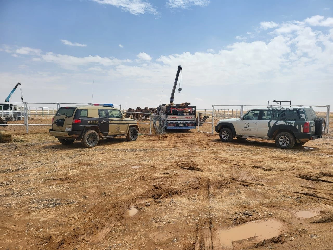 فرق ميدانية متخصصة من هيئة تطوير محمية الملك سلمان ووزارة البيئة والقوات الخاصة للأمن البيئي تحصر الحيوانات السائبة 
