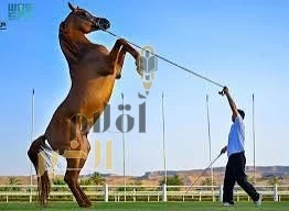 المنظمة العالمية للصحة الحيوانية تعلن خلو المملكة من مرض طاعون الخيل الأفريقي