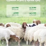 "البيئة": وفرة عالية من الأضاحي لتلبية احتياجات ضيوف الرحمن خلال موسم حج 1447هـ