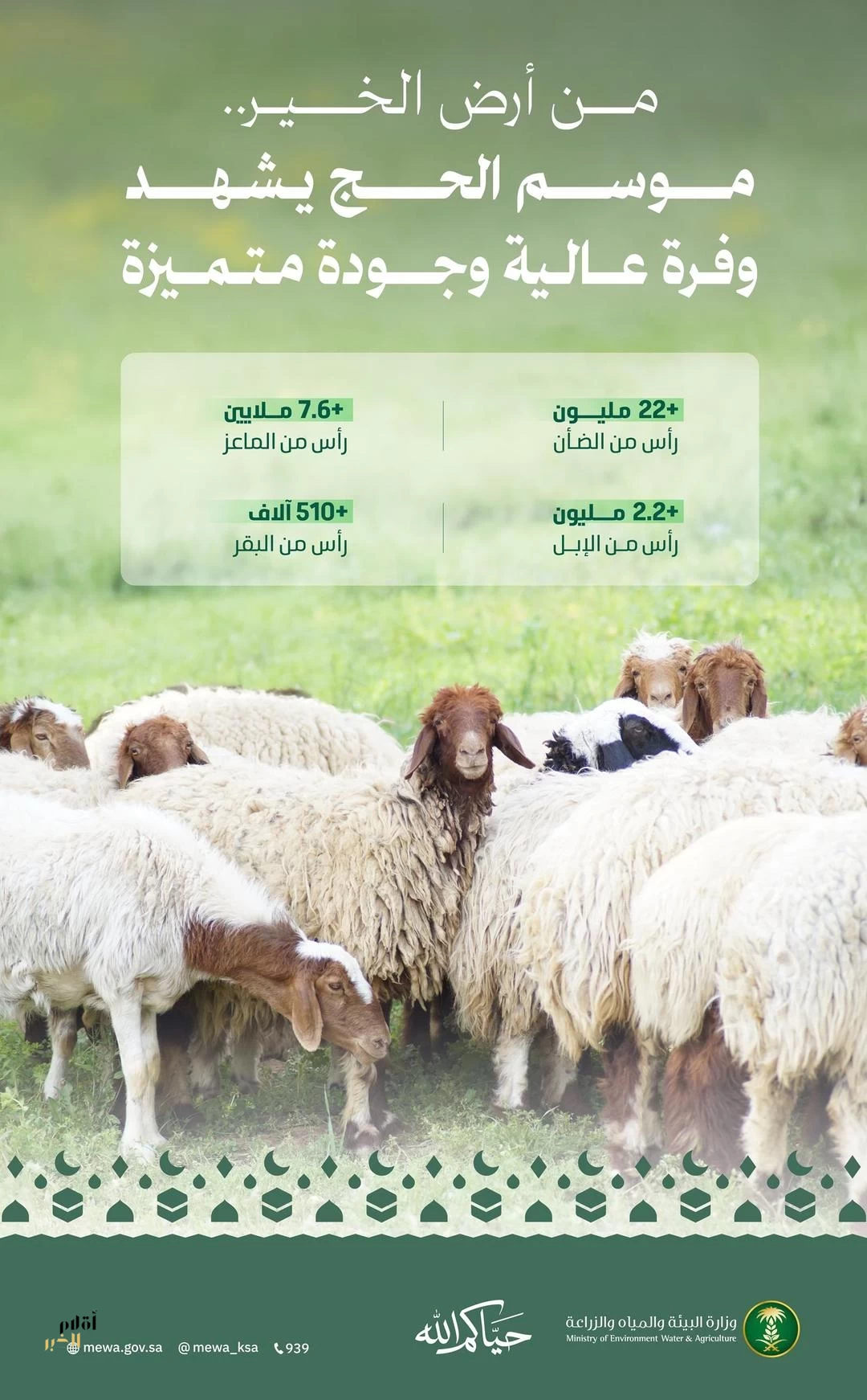 "البيئة": وفرة عالية من الأضاحي لتلبية احتياجات ضيوف الرحمن خلال موسم حج 1447هـ