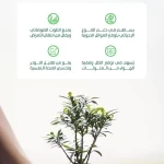 "البيئة": التشجير ركيزة أساسية لخفض درجات الحرارة وتحسين جودة الحياة وتعزيز الاستدامة البيئية