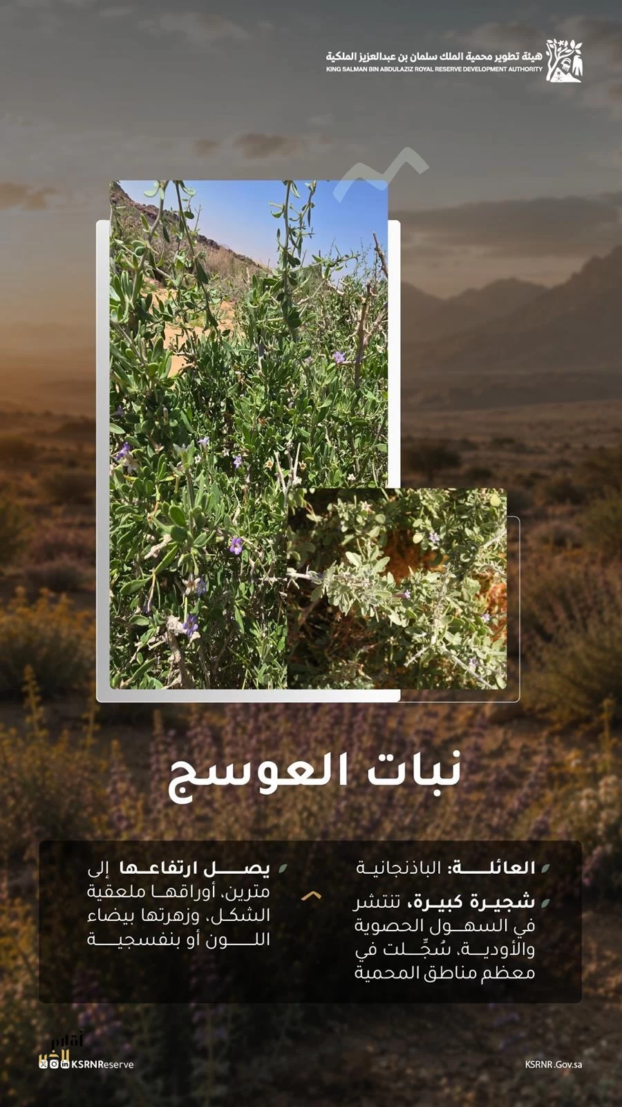 "نبات العوسج" يتكاثر ويزدهر في مختلف مناطق محمية الملك سلمان بن عبدالعزيز الملكية