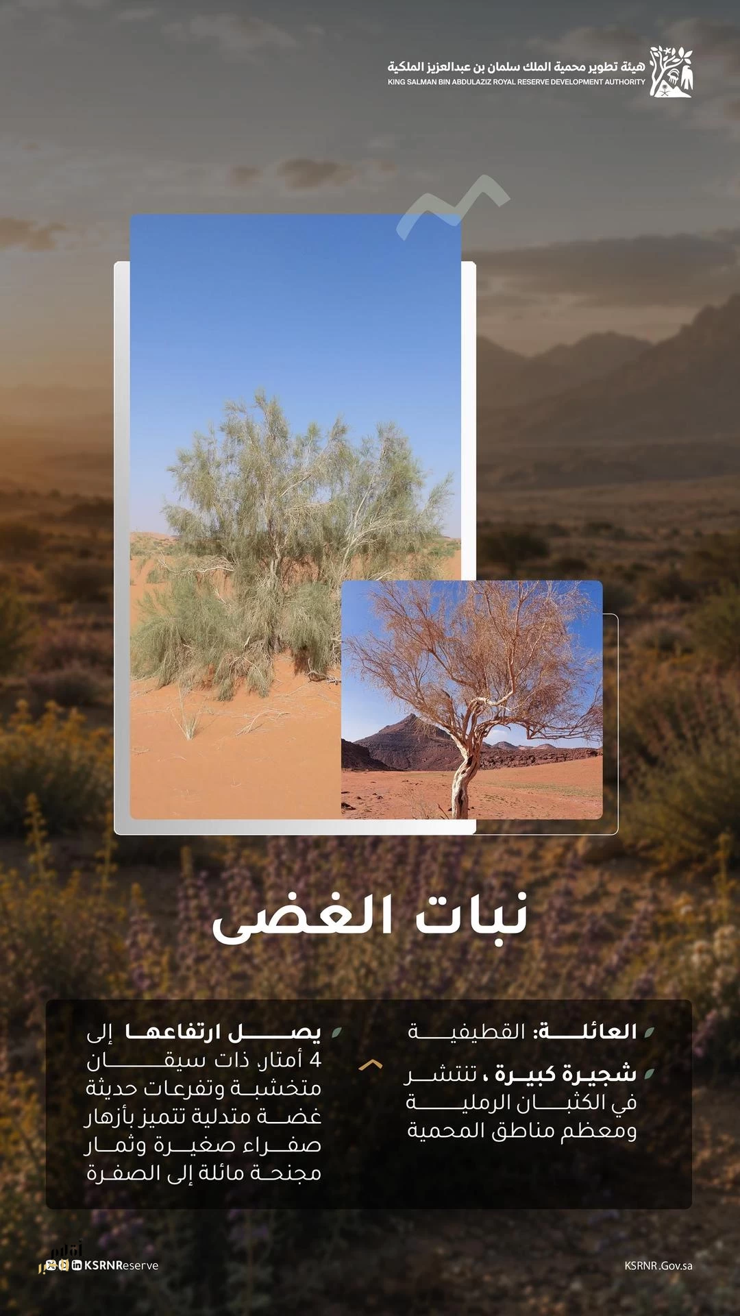 الغضى نبات بري يسهم في استدامة النظم البيئية بمحمية الملك سلمان الملكية