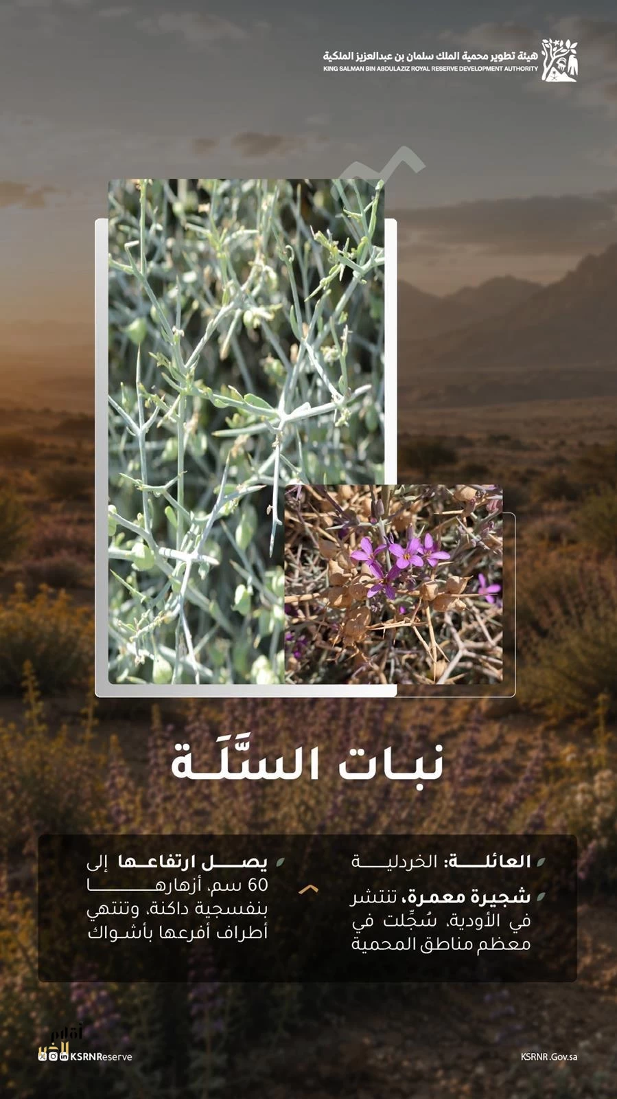 نبات السَّلَّة يزيّن محمية الملك سلمان بن عبدالعزيز الملكية بلونه المزهر