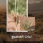 "نبات المصيع" يثري المشهد الطبيعي في محمية الملك سلمان بن عبدالعزيز الملكية