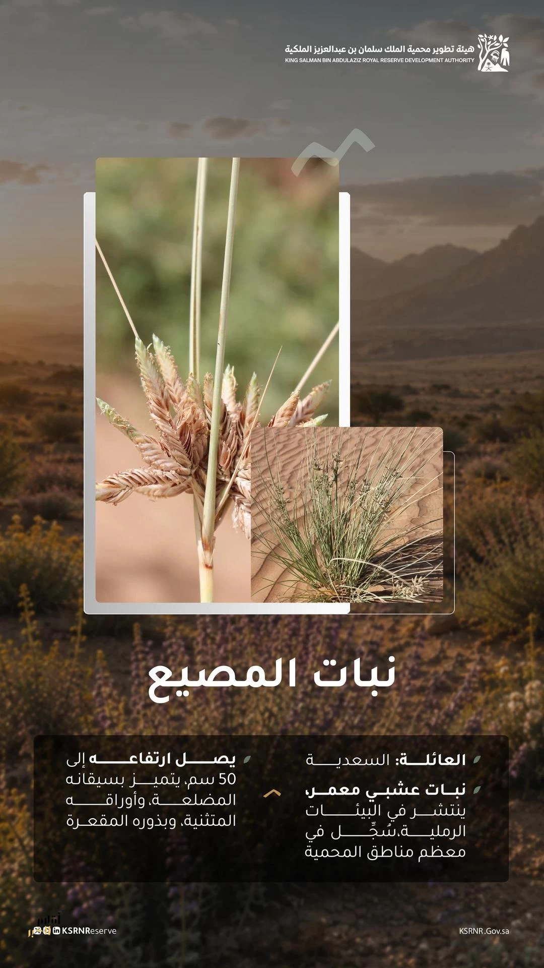"نبات المصيع" يثري المشهد الطبيعي في محمية الملك سلمان بن عبدالعزيز الملكية