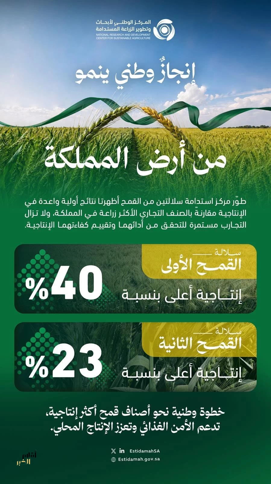 "استدامة" يطوّر سلالتين جديدتين من القمح لتعزيز الإنتاج المحلي ودعم الأمن الغذائي