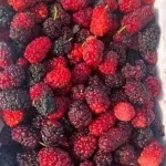 "التوت الحساوي" محصول زراعي موسمي وقيمة غذائية واقتصادية