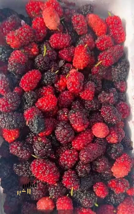 "التوت الحساوي" محصول زراعي موسمي وقيمة غذائية واقتصادية