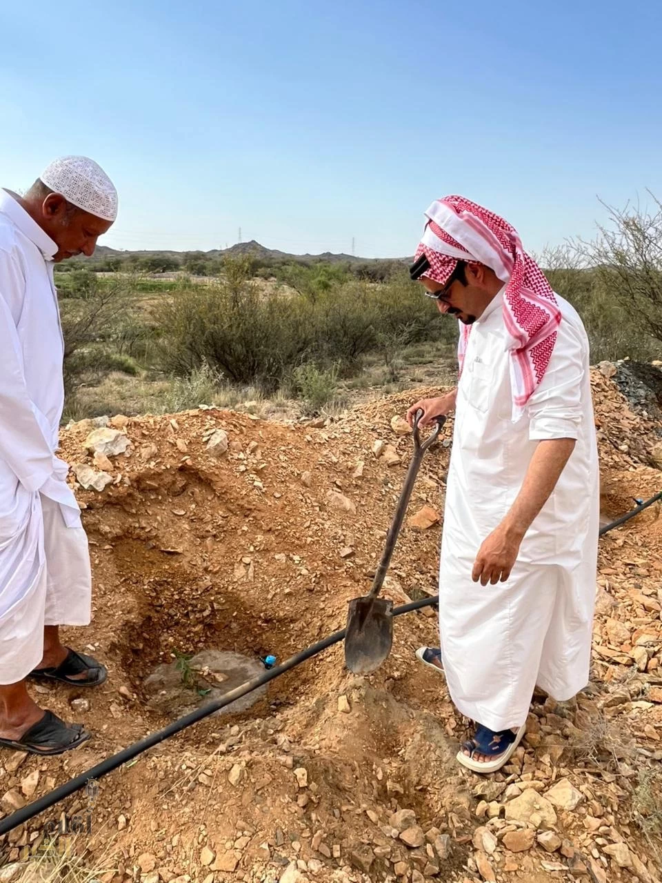 “بيئة الطائف” تزرع 250 شتلة كسياج نباتي دعمًا للمزارعين
