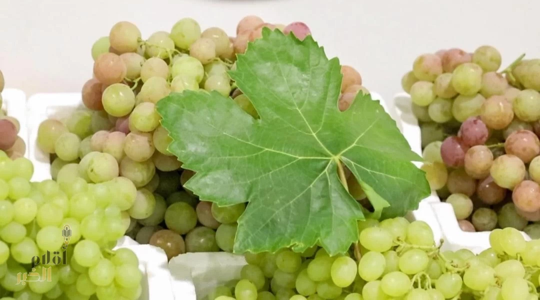 زراعة العنب في القصيم.. إنتاج نوعي يعزّز تنوّع المحاصيل ويدعم الاقتصاد المحلي