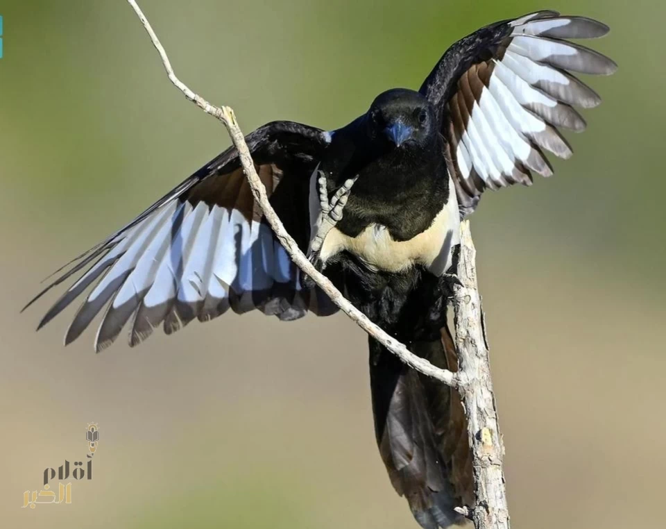 ما الطائر الوحيد الذي يستوطن المملكة دون غيرها؟