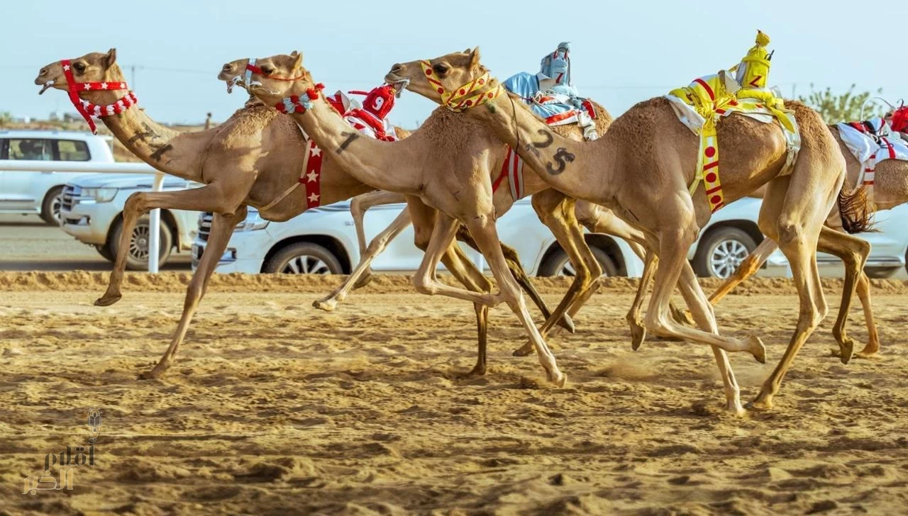 الهجن السعودية تحقق المراكز الأولى في افتتاحية مهرجان ولي العهد بالطائف