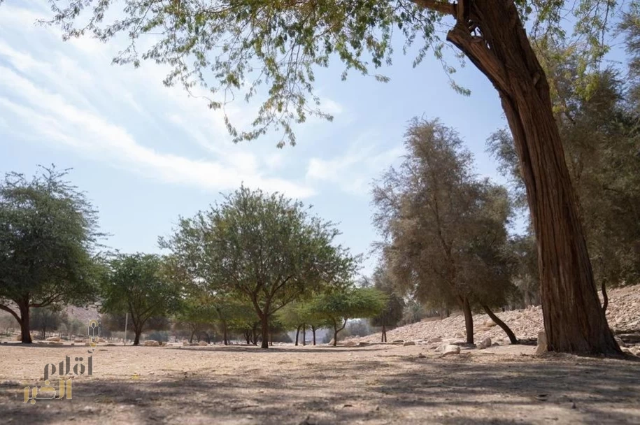 "الغطاء النباتي" يدعو المستثمرين لإبداء رغبات الاستثمار في 17 متنزهًا وطنيًا بمكة المكرمة