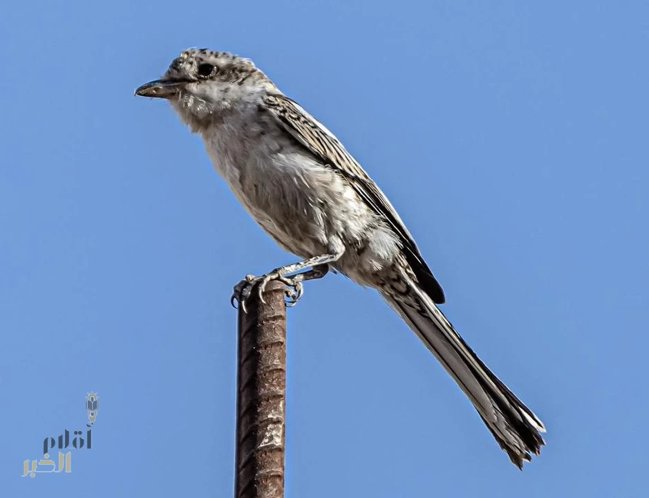رصد طائر "الصرد المُقنّع" عابر سماء الحدود الشمالية