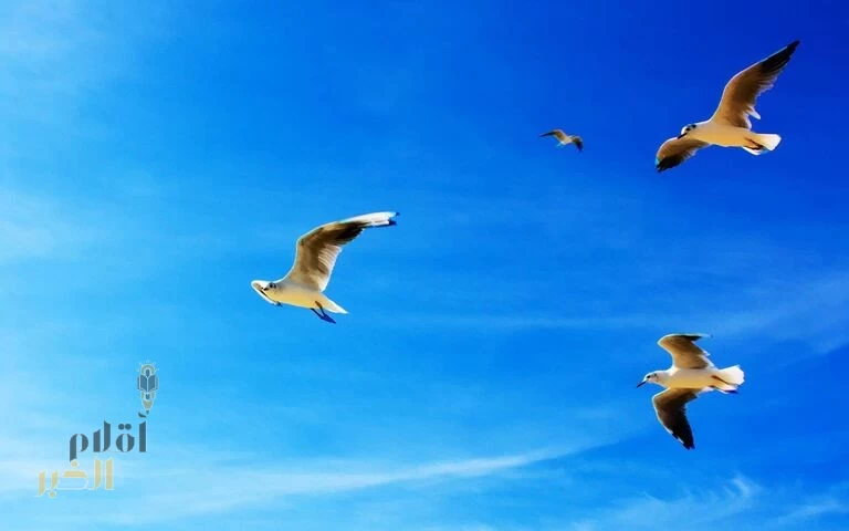 من أنا