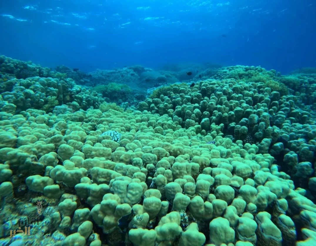 مركز الحياة الفطرية يختتم برنامج مراقبة الشعاب المرجانية بالبحر الأحمر