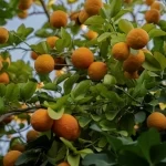 "البرتقال النجراني".. جودة عالية وقيمة غذائية غنيّة