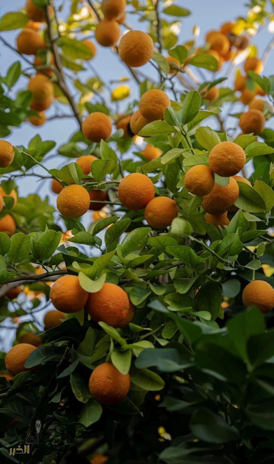 "البرتقال النجراني".. جودة عالية وقيمة غذائية غنيّة