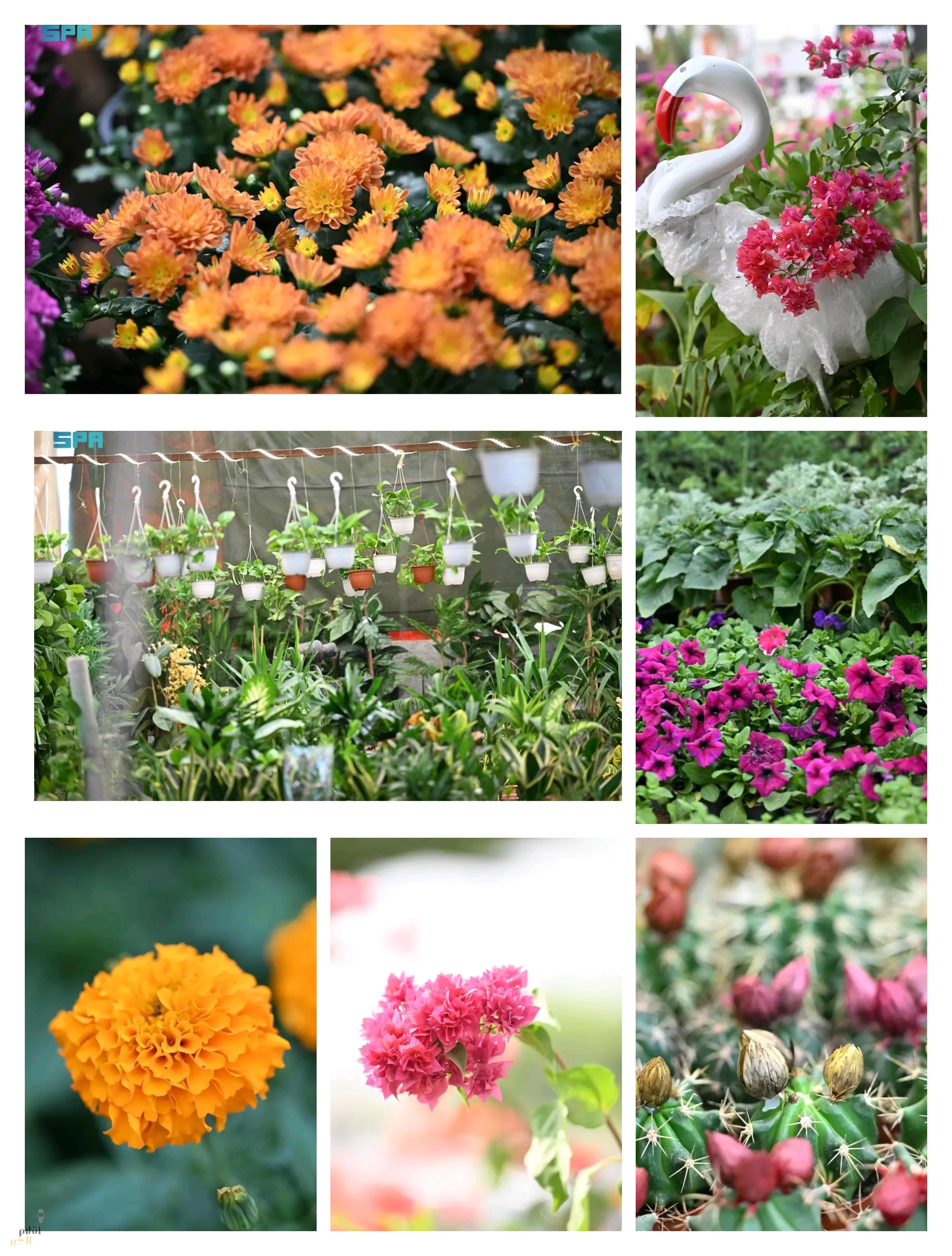 المشاتل الزراعية بجازان.. رحلة سياحية بين الطبيعة الساحرة والمعرفة