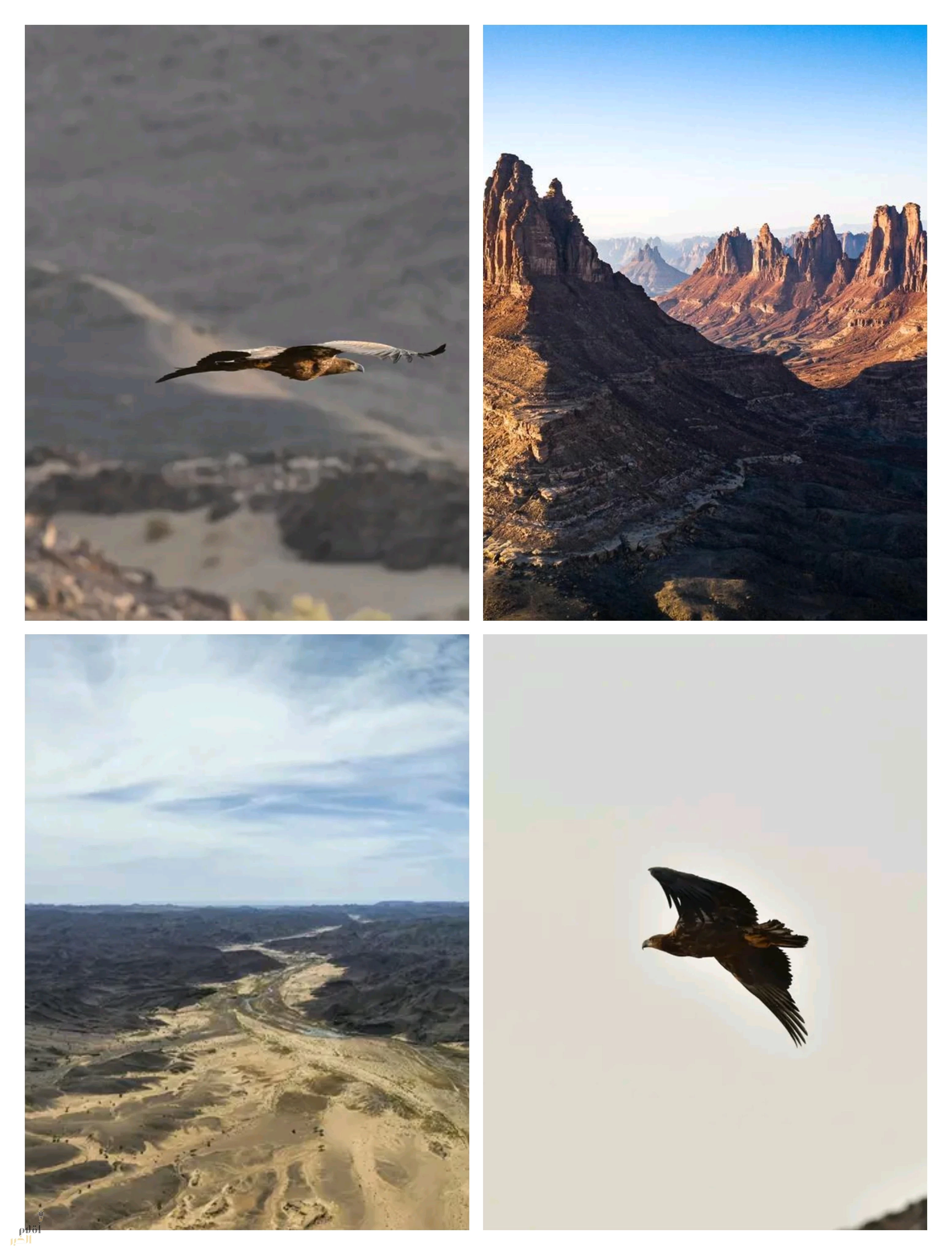 محمية الأمير محمد بن سلمان الملكية ترصد أول ظهور للنسر الأبيض الذيل في المملكة منذ 20 عامًا