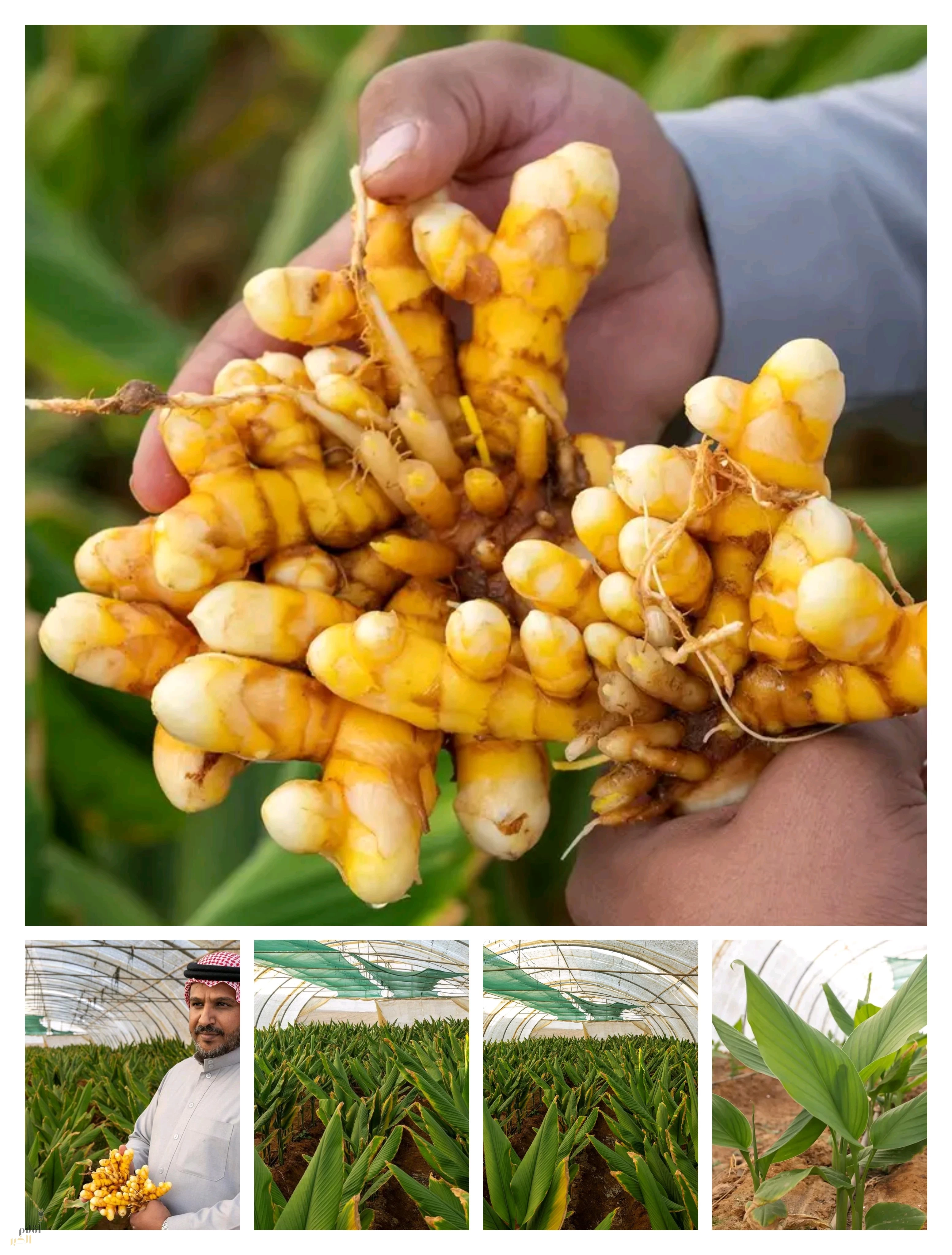 نجاح زراعة الكركم في تبوك .. إضافة للإنتاج الزراعي في المنطقة