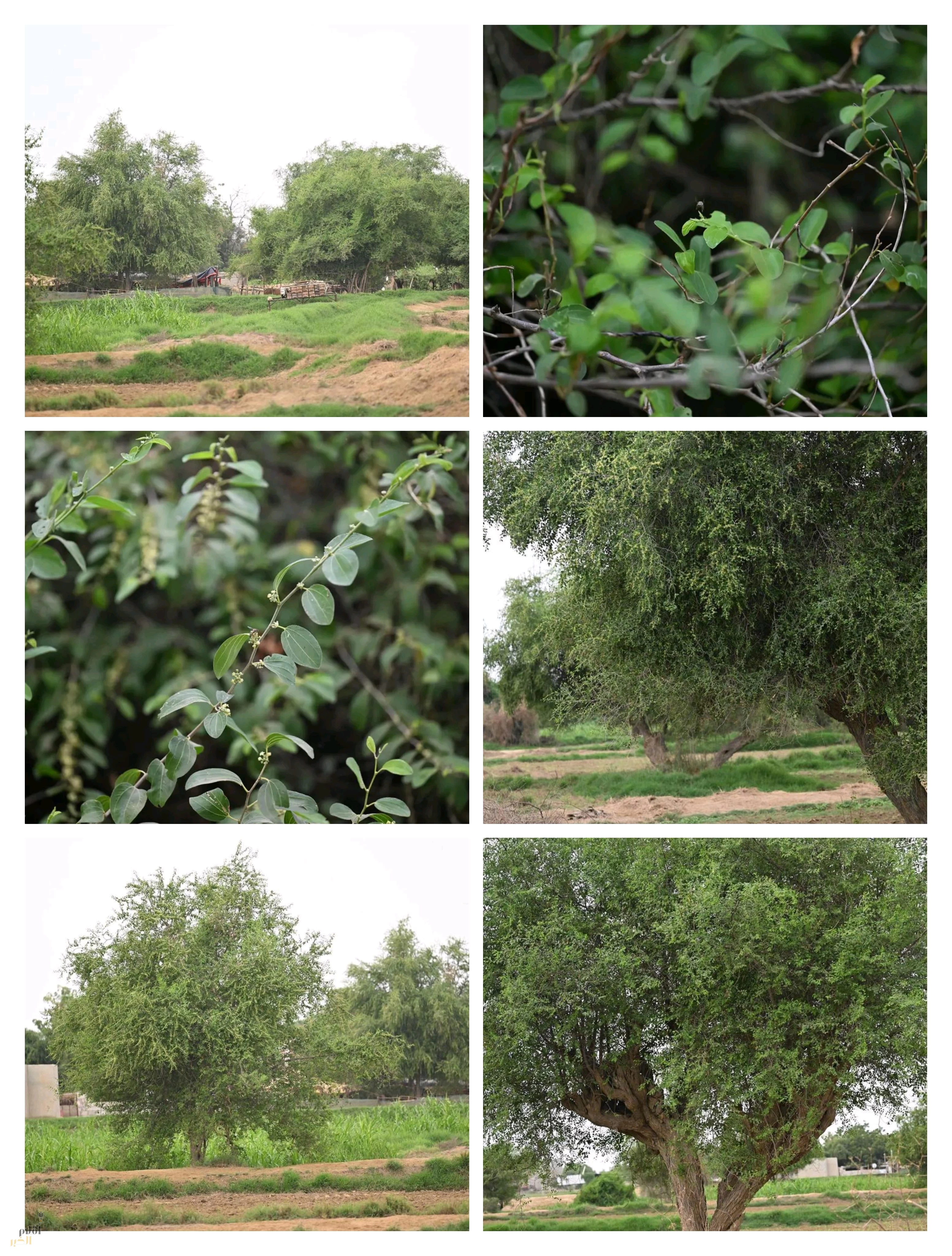 غطاء نباتي متجذر يكافح التصحّر..السدر في جازان