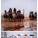 الأمطار تؤجل التحكيم النهائي لشوط سيف الملك للون المجاهيم بمهرجان الملك عبدالعزيز للإبل