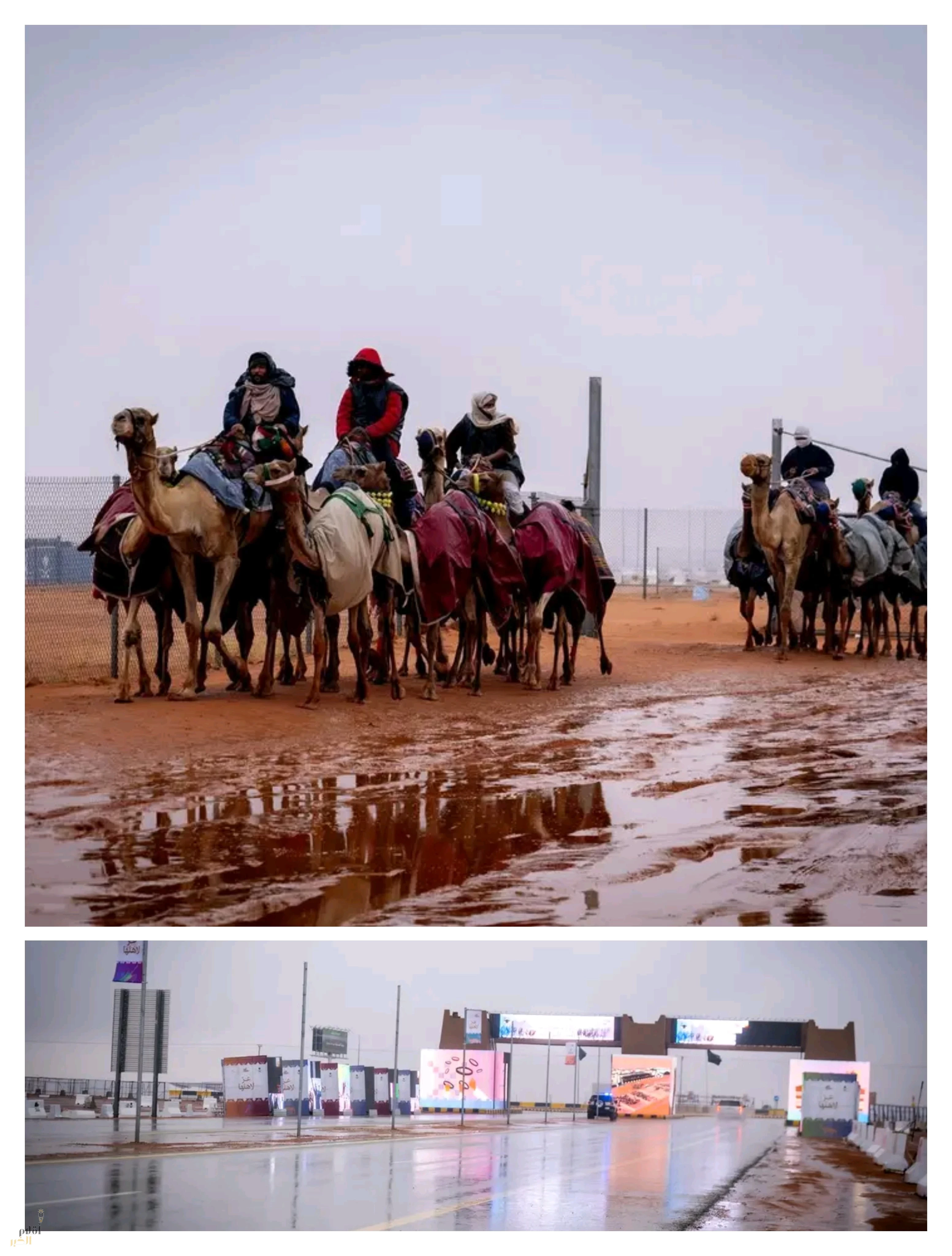 الأمطار تؤجل التحكيم النهائي لشوط سيف الملك للون المجاهيم بمهرجان الملك عبدالعزيز للإبل