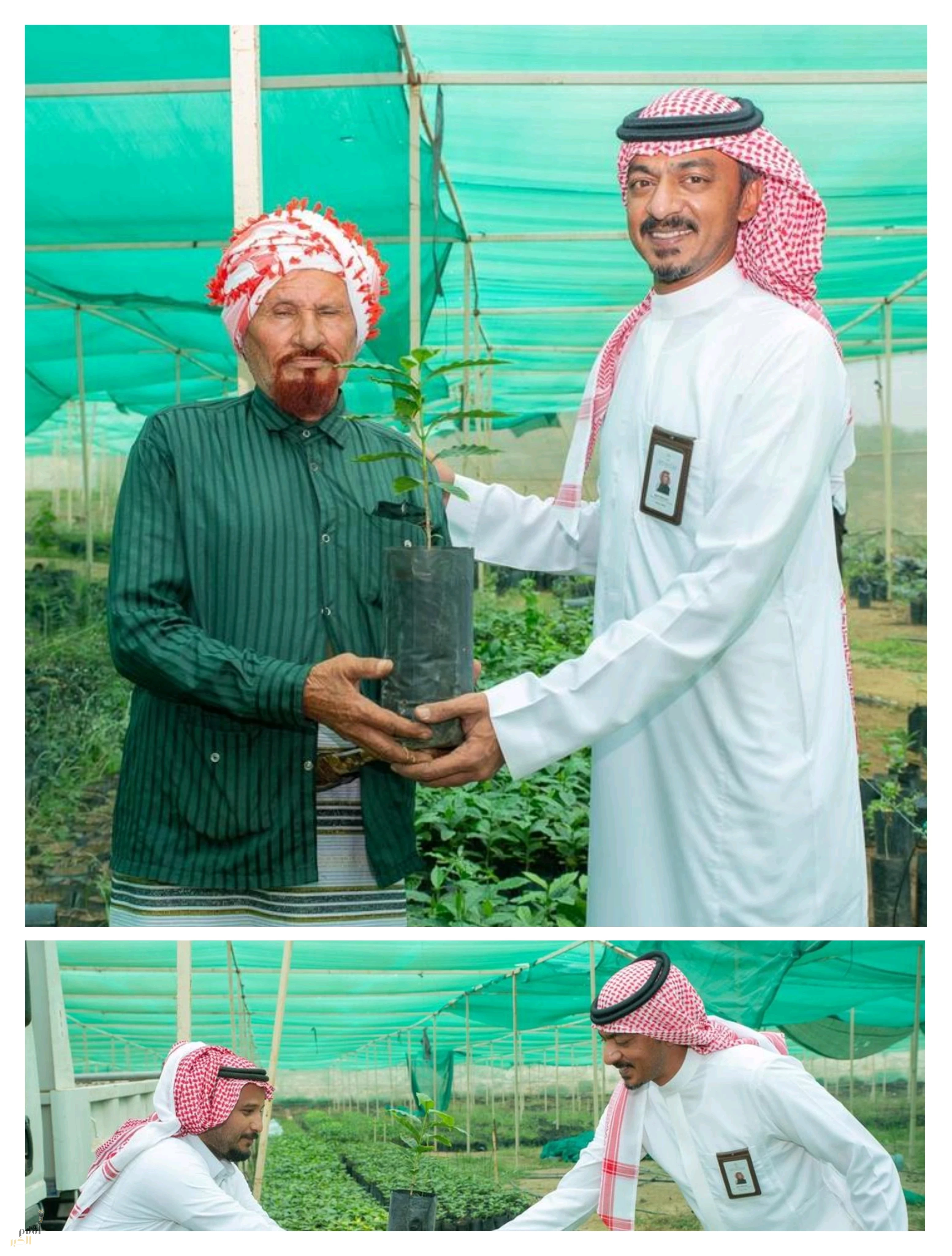 الشركة السعودية للقهوة توزّع أكثر من 30 ألف شتلة بُن على المزارعين بجازان