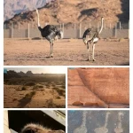 محمية الأمير محمد بن سلمان الملكية تعيد توطين طائر الجمل بعد غياب لأكثر من 100 عام