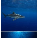 مركز الحياة الفطرية يُصدر أول ترخيص لتجربة "الغوص مع أسماك القرش" في محمية رأس حاطبة