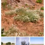 محمية الملك سلمان الملكية: تحسّن الغطاء النباتي يصنع التأثير الإيجابي على الكائنات الفطرية