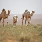 هيئة تطوير محمية الإمام تركي بن عبدالله الملكية تحدد موعد انتهاء برنامج الرعي الموسمي