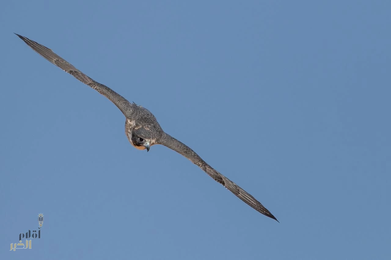 160صقرًا للملاك المحليين تتنافس على 12 كأسًا بمهرجان الملك عبدالعزيز للصقور 