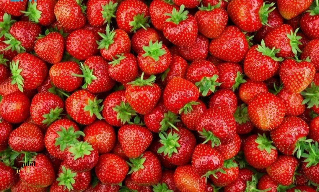 تدشين موسم الفراولة السعودي لتعزيز جودة المنتج المحلي