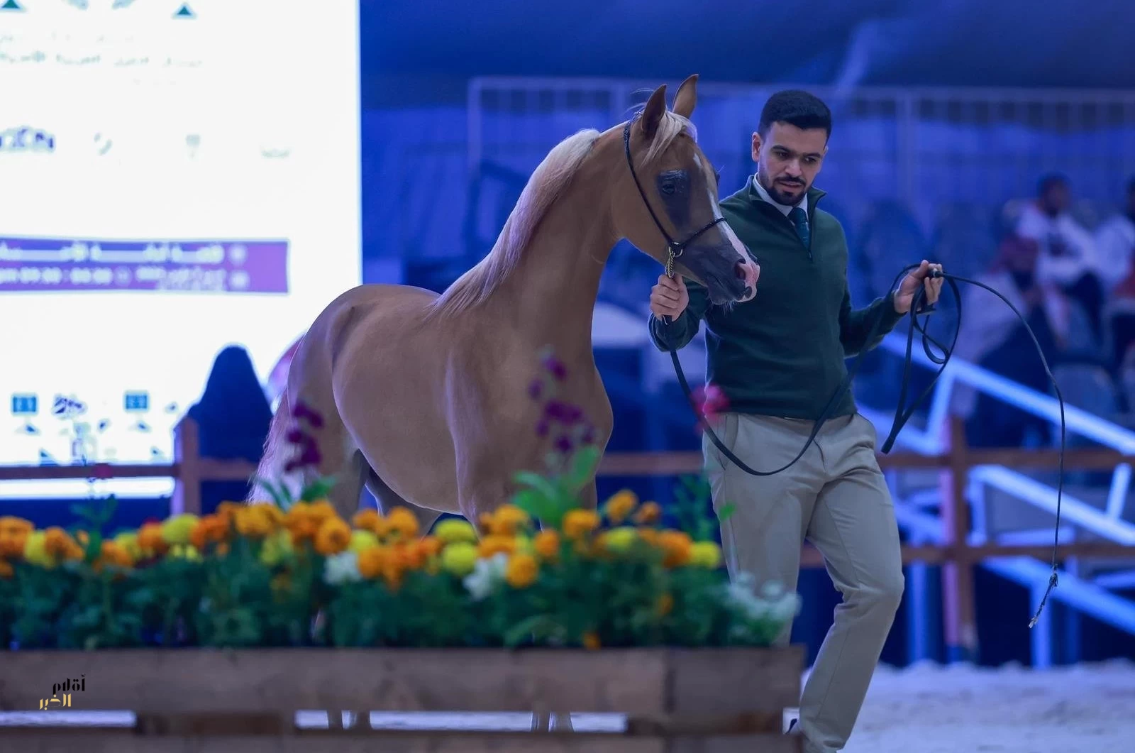 مهرجان الشرقية الدولي للخيل العربية ينطلق في الأحساء