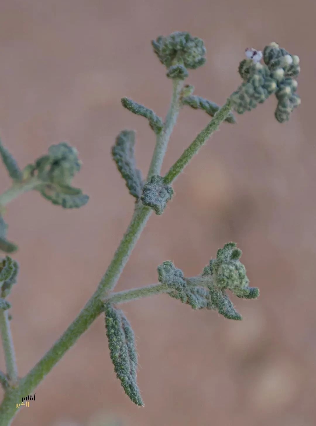 الرمرام "ذنب العقرب".. نبات بري يزدهر في الحدود الشمالية