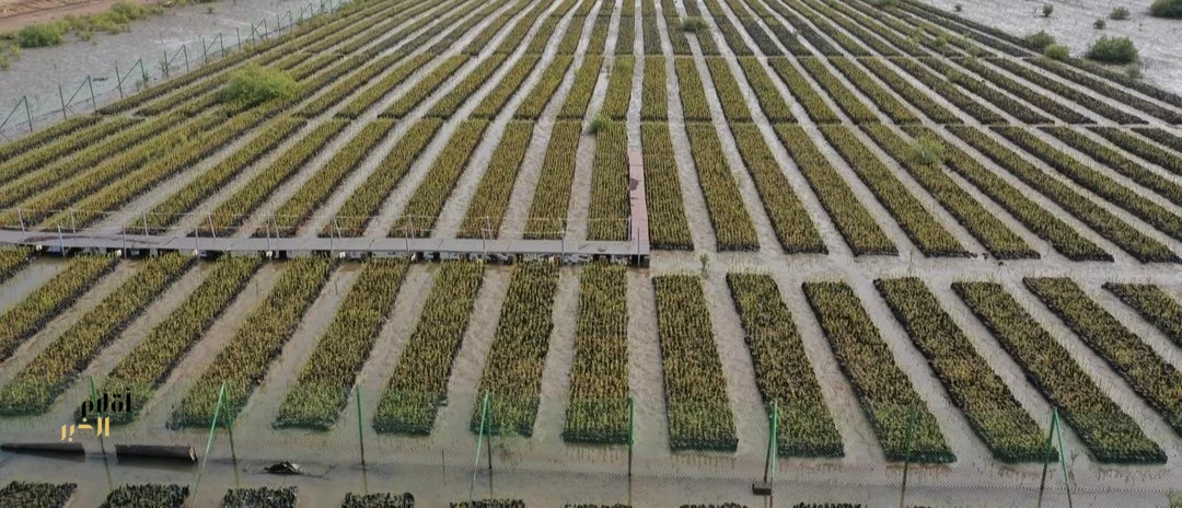 إعادة تأهيل أول مليون هكتار من أراضي الغطاء النباتي