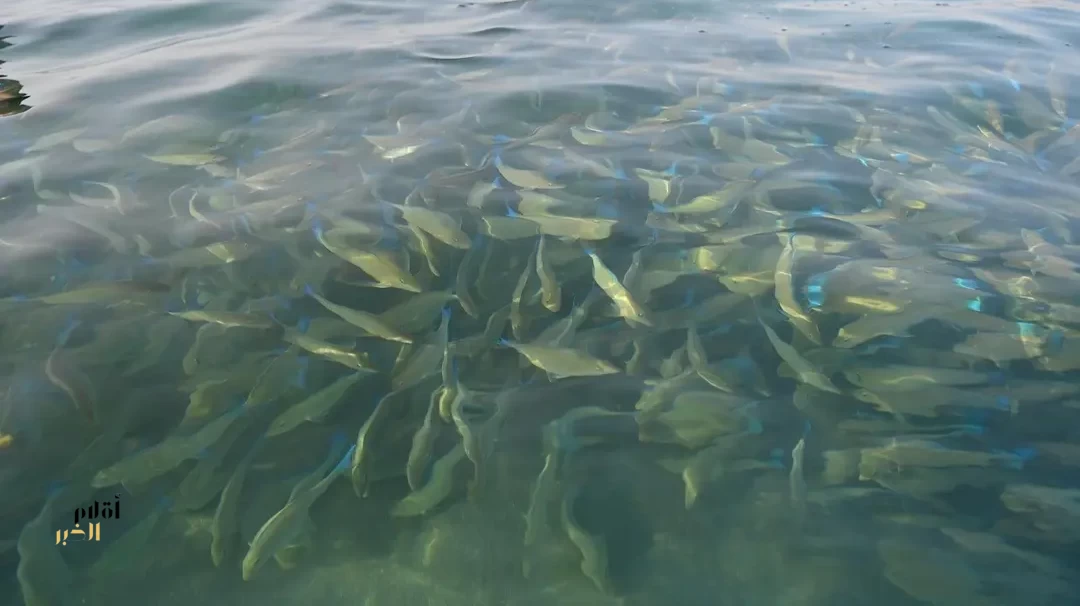 أسماك الحريد بجزر فرسان.. أسراب موسمية تُزيِّن المياه والطبيعة الساحرة