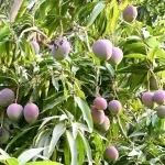 مانجو جازان.. إنتاج متنامٍ يفتح فرصًا واعدة في التصنيع الغذائي