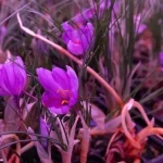 اعتماد عالمي تحققه استدامة لتوطين الزعفران السعودي وفق المواصفات العالمية