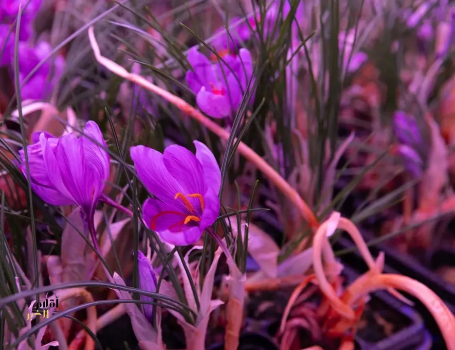 اعتماد عالمي تحققه استدامة لتوطين الزعفران السعودي وفق المواصفات العالمية