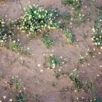 "زهرة الأقحوان" تزين المتنزهات وتلفت أنظار الزوار بالقصيم