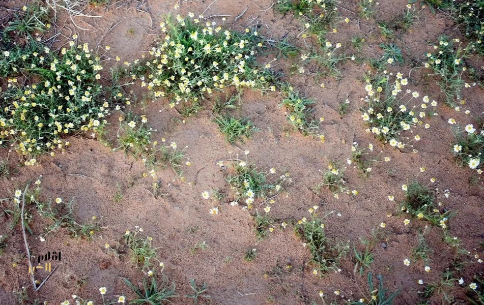 "زهرة الأقحوان" تزين المتنزهات وتلفت أنظار الزوار بالقصيم