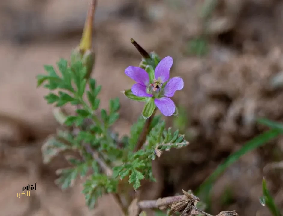 انتعاش الغطاء النباتي يُعيد "البختري" إلى صحراء الحدود الشمالية