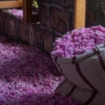 مزارع الورد الطائفي تشهد وفرة في المحصول الموسمي