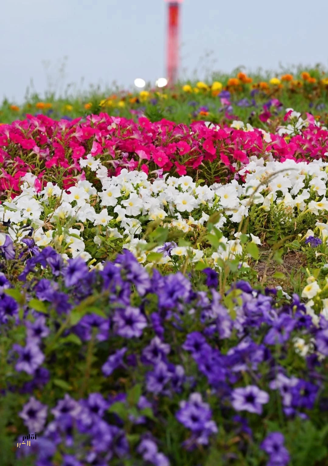 "مهرجان الزهور" وجهة سياحية تثري الإبداع وتعزّز جودة الحياة في ينبع الصناعية