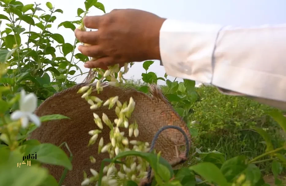 مدن الورد بجازان.. استثمار واعد يدعم التنمية المستدامة