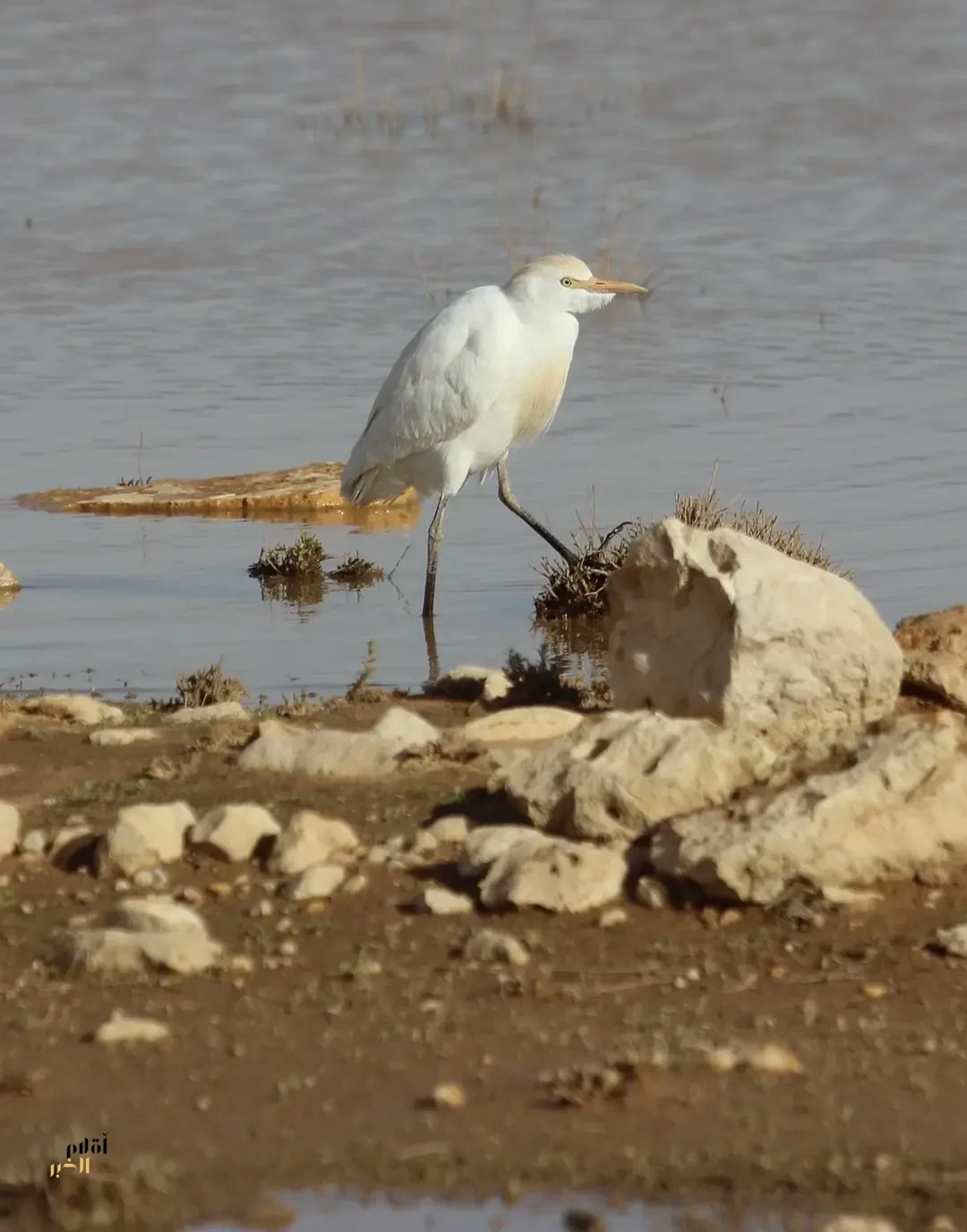 البلشون الأبيض يحضر في الموائل الرطبة بالحدود الشمالية